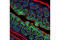 Catenin Beta 1 antibody, 4176T, Cell Signaling Technology, Immunofluorescence image 