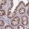 Mitochondrial Ribosomal Protein L19 antibody, PA5-63332, Invitrogen Antibodies, Immunohistochemistry frozen image 