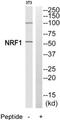Nuclear Respiratory Factor 1 antibody, MBS003165, MyBioSource, Western Blot image 