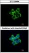 Fuzzy Planar Cell Polarity Protein antibody, GTX120464, GeneTex, Immunofluorescence image 