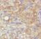Adipogenesis Associated Mth938 Domain Containing antibody, FNab01007, FineTest, Immunohistochemistry paraffin image 