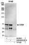 Component Of Oligomeric Golgi Complex 6 antibody, A305-607A-M, Bethyl Labs, Immunoprecipitation image 