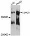 CUB And Sushi Multiple Domains 3 antibody, A12199, ABclonal Technology, Western Blot image 