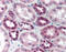Death Domain Associated Protein antibody, AP07578PU-N, Origene, Immunohistochemistry paraffin image 