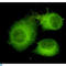 ATP Citrate Lyase antibody, LS-C812885, Lifespan Biosciences, Immunofluorescence image 