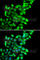 Mesoderm Specific Transcript antibody, A6931, ABclonal Technology, Immunofluorescence image 