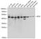 Eukaryotic translation initiation factor 3 subunit F antibody, 22-639, ProSci, Western Blot image 