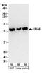 Ubiquitin Like Modifier Activating Enzyme 6 antibody, A304-106A, Bethyl Labs, Western Blot image 