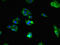 Ras-related protein Rab-39B antibody, LS-C399550, Lifespan Biosciences, Immunofluorescence image 