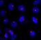 5-azacytidine-induced protein 1 antibody, IHC-00363, Bethyl Labs, Immunocytochemistry image 
