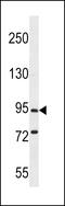 Protocadherin Gamma Subfamily C, 5 antibody, LS-C163442, Lifespan Biosciences, Western Blot image 