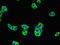 Chromosome 17 Open Reading Frame 58 antibody, LS-C395186, Lifespan Biosciences, Immunofluorescence image 