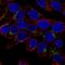 Growth Differentiation Factor 15 antibody, HPA011191, Atlas Antibodies, Immunofluorescence image 