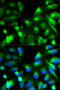 Synaptosome Associated Protein 25 antibody, 13-354, ProSci, Immunofluorescence image 