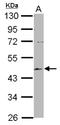 EMAP Like 2 antibody, NBP2-16329, Novus Biologicals, Western Blot image 