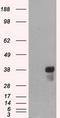 CD2 antibody, CF500404, Origene, Western Blot image 