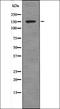Phospholipase C Gamma 2 antibody, orb336058, Biorbyt, Western Blot image 