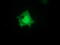 5'-Nucleotidase Domain Containing 1 antibody, TA501587, Origene, Immunofluorescence image 