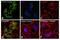 GAPDH antibody, MA5-15738-D488, Invitrogen Antibodies, Immunofluorescence image 