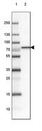 Regulatory Factor X5 antibody, PA5-53829, Invitrogen Antibodies, Western Blot image 