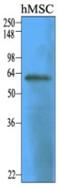 5'-Nucleotidase Ecto antibody, AM03116PU-S, Origene, Western Blot image 