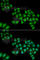 DEAD-Box Helicase 1 antibody, A6575, ABclonal Technology, Immunofluorescence image 