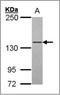 POLG antibody, AP23095PU-N, Origene, Western Blot image 