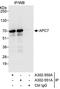 Anaphase Promoting Complex Subunit 7 antibody, A302-550A, Bethyl Labs, Immunoprecipitation image 