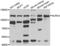 NLR Family CARD Domain Containing 4 antibody, LS-C349105, Lifespan Biosciences, Western Blot image 