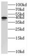 Stomatin-like protein 2 antibody, FNab08346, FineTest, Western Blot image 