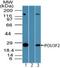 POU Class 3 Homeobox 2 antibody, PA5-23400, Invitrogen Antibodies, Western Blot image 