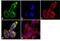 Follicle Stimulating Hormone Subunit Beta antibody, MIF2701, Invitrogen Antibodies, Immunofluorescence image 