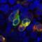Proline Rich 7, Synaptic antibody, LS-C112457, Lifespan Biosciences, Immunocytochemistry image 