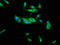 Tripartite Motif Containing 35 antibody, LS-C398307, Lifespan Biosciences, Immunofluorescence image 
