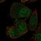 Nucleic Acid Binding Protein 1 antibody, PA5-66952, Invitrogen Antibodies, Immunofluorescence image 