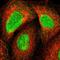 Zinc Finger Protein 589 antibody, PA5-51837, Invitrogen Antibodies, Immunofluorescence image 