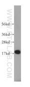 Histone deacetylase complex subunit SAP18 antibody, 13841-1-AP, Proteintech Group, Western Blot image 