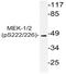 Mitogen-Activated Protein Kinase Kinase 1 antibody, AP20823PU-N, Origene, Western Blot image 