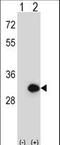 Bisphosphoglycerate Mutase antibody, LS-C156845, Lifespan Biosciences, Western Blot image 