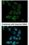 Ubiquitin carboxyl-terminal hydrolase 15 antibody, PA5-21589, Invitrogen Antibodies, Immunofluorescence image 