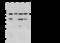Lymphocyte Cytosolic Protein 1 antibody, 105300-T38, Sino Biological, Western Blot image 