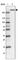 Bromodomain And WD Repeat Domain Containing 1 antibody, HPA030945, Atlas Antibodies, Western Blot image 