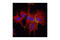 Cadherin 5 antibody, 2158S, Cell Signaling Technology, Immunocytochemistry image 