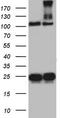 Dedicator of cytokinesis protein 8 antibody, CF803002, Origene, Western Blot image 