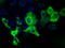 Imp2 antibody, TA501315, Origene, Immunofluorescence image 
