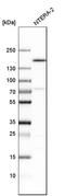 SWI/SNF Related, Matrix Associated, Actin Dependent Regulator Of Chromatin Subfamily C Member 1 antibody, HPA026853, Atlas Antibodies, Western Blot image 