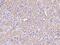 CDKN2A Interacting Protein N-Terminal Like antibody, 201669-T08, Sino Biological, Immunohistochemistry paraffin image 