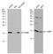 LSM1 Homolog, MRNA Degradation Associated antibody, PA5-78477, Invitrogen Antibodies, Western Blot image 