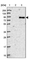CEP68 antibody, PA5-59198, Invitrogen Antibodies, Western Blot image 