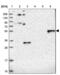 Ras And Rab Interactor Like antibody, NBP1-93742, Novus Biologicals, Western Blot image 